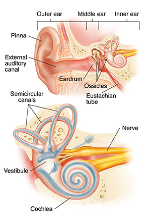 Ear, Nose, and Throat Facts